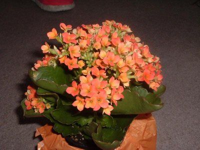 kalanchoe portocalie