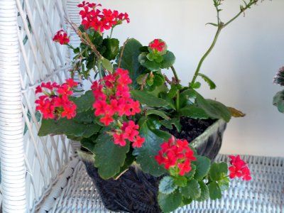 kalanchoe rosie 3