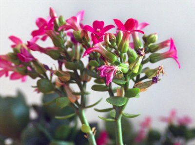 kalanchoe roz 2