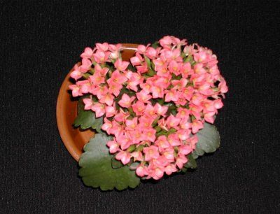 kalanchoe roz 3