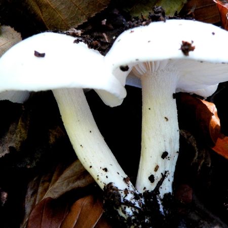 Hygrophorus eburneus