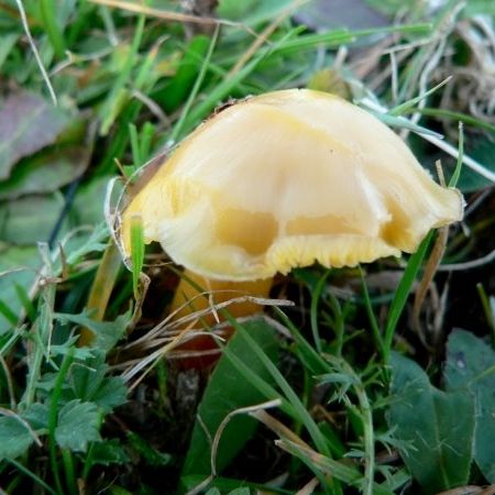 Hygrocybe chlorophana