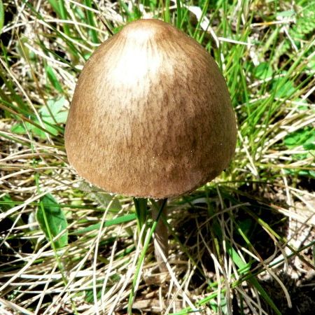 Panaeolus campalunatus