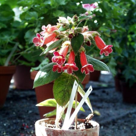 Kohleria