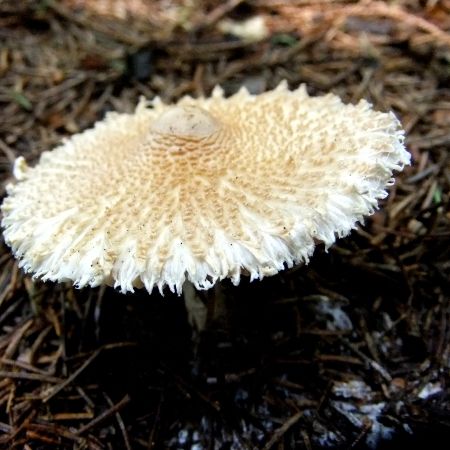 Lepiota clypeolaria