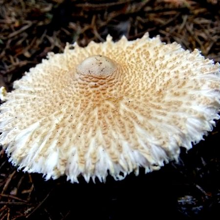 Lepiota clypeolaria