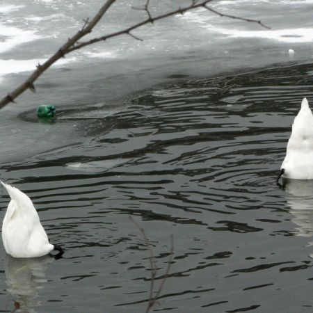 Cygnus olor