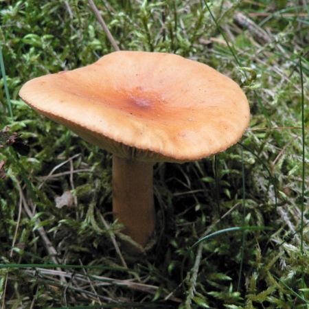 Lactarius mitissimus