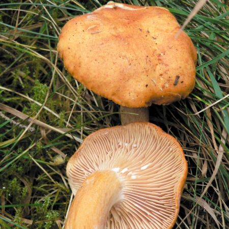 Lactarius aurantiacus