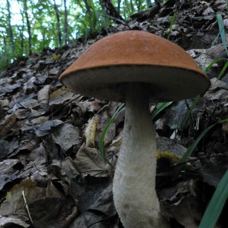 Leccinum aurantiacum