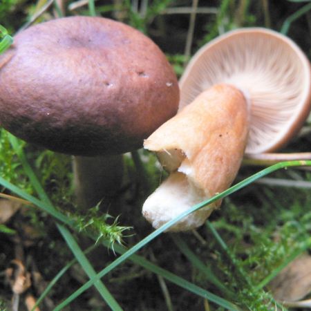 Lactarius hepaticus