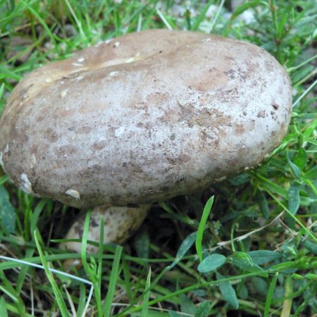 Lactarius blennius