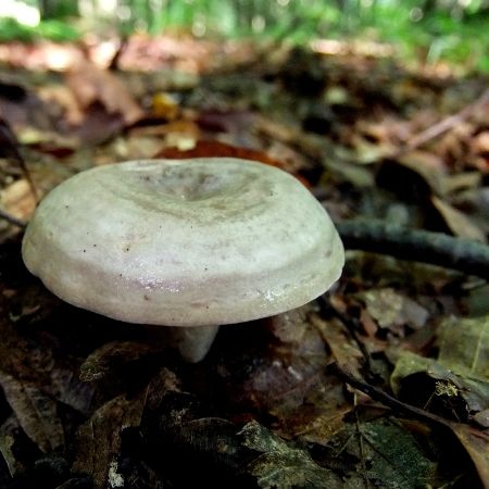 Lactarius blennius