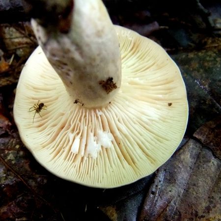 Lactarius blennius