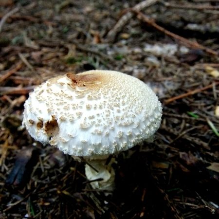 Lepiota cristata