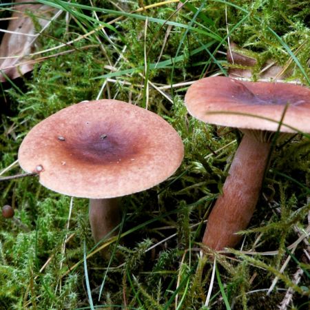 Lactarius camphoratus