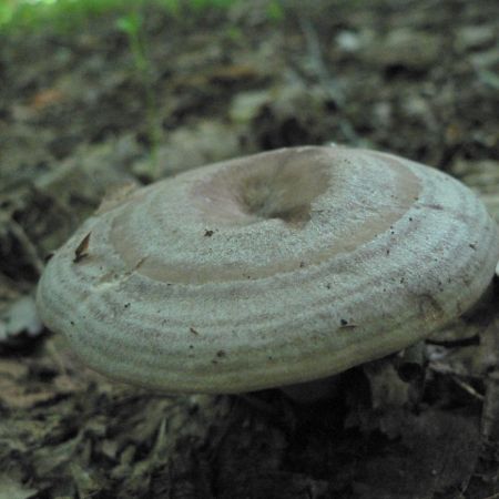 Lactarius circellatus