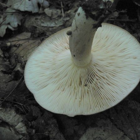 Lactarius circellatus