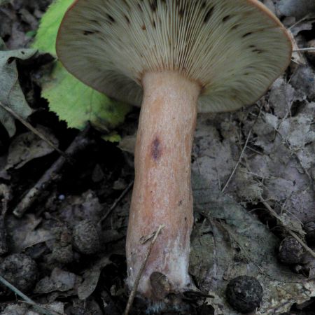 Lactarius chrysorrheus