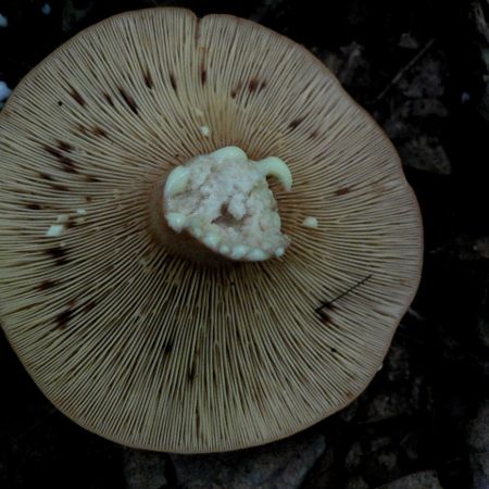 Lactarius chrysorrheus