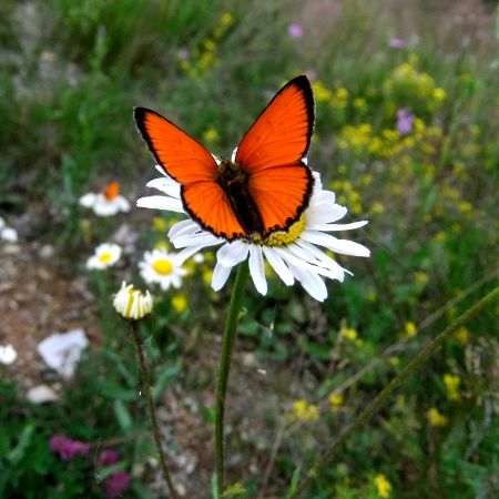 Lycaena virgaureae