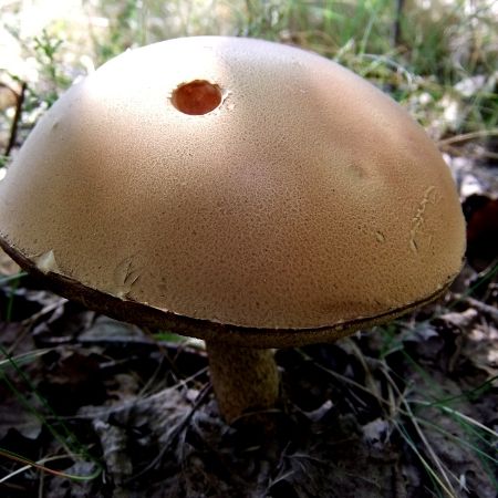 Leccinum aurantiacum
