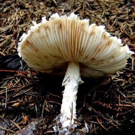 Lepiota cristata