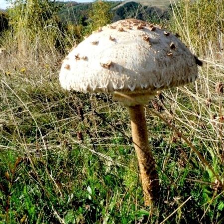 Macrolepiota procera