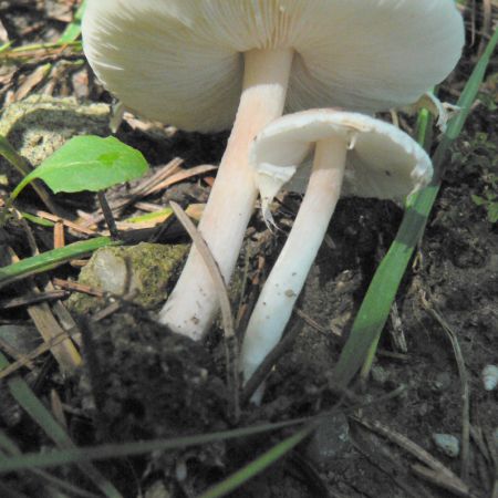 Lepiota cristata