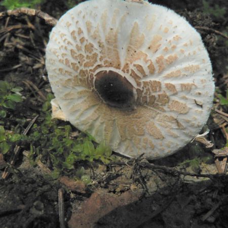 Lepiota cristata