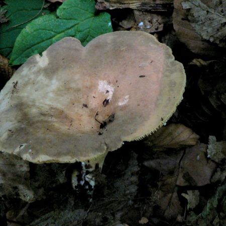 Lactarius fuliginosus