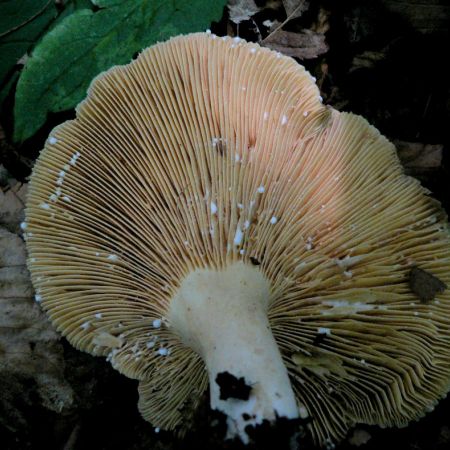 Lactarius fuliginosus