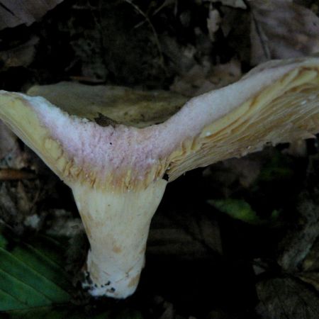 Lactarius fuliginosus