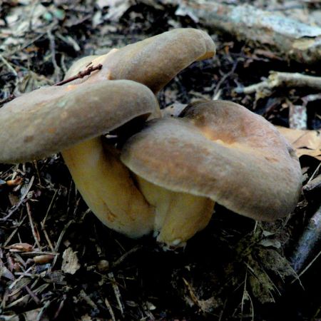 Lactarius fuliginosus