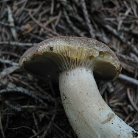 Lactarius helvus