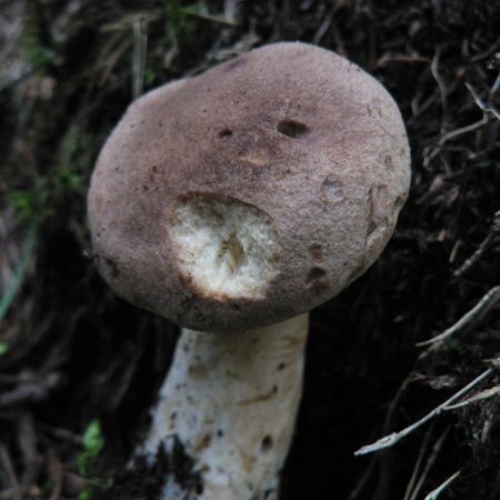 Lactarius helvus