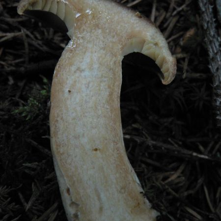 Lactarius helvus