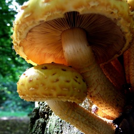 Pholiota limonella