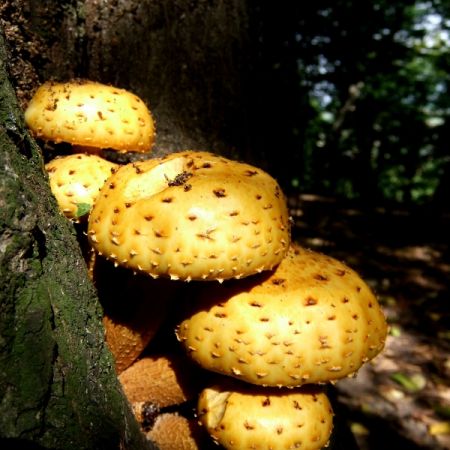 Pholiota limonella