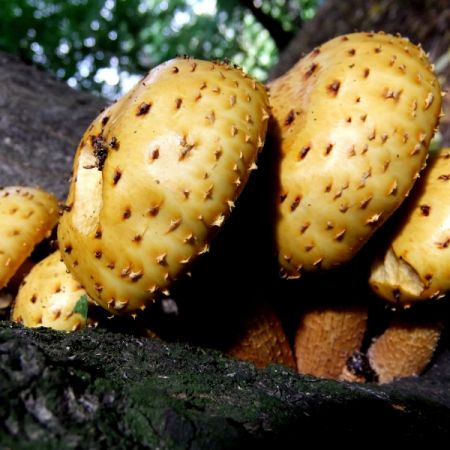 Pholiota limonella