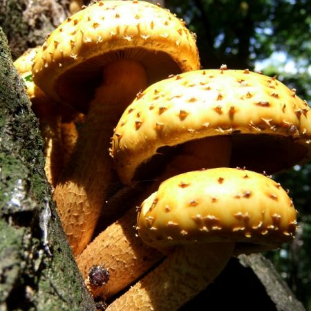 Pholiota limonella