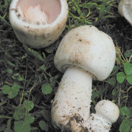 Leucoagaricus leucotites