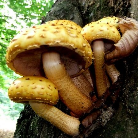 Pholiota limonella