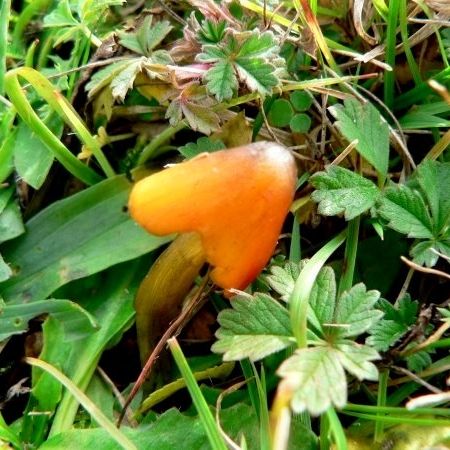 Hygrocybe conica