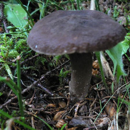 Lactarius lignyotus