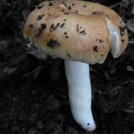 Russula fragrantissima