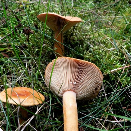 Lactarius mitissimus