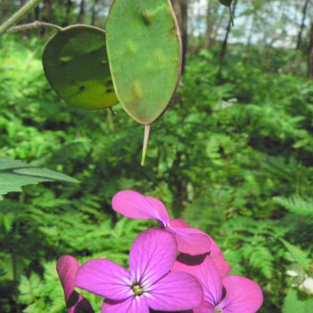 Lunaria annua