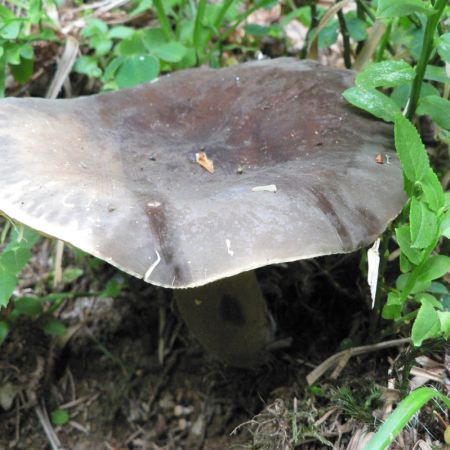 Lactarius picinus