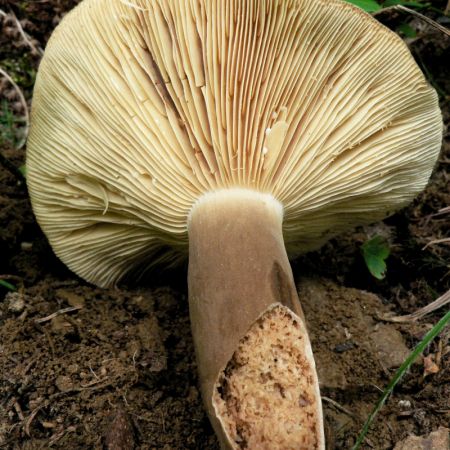 Lactarius picinus